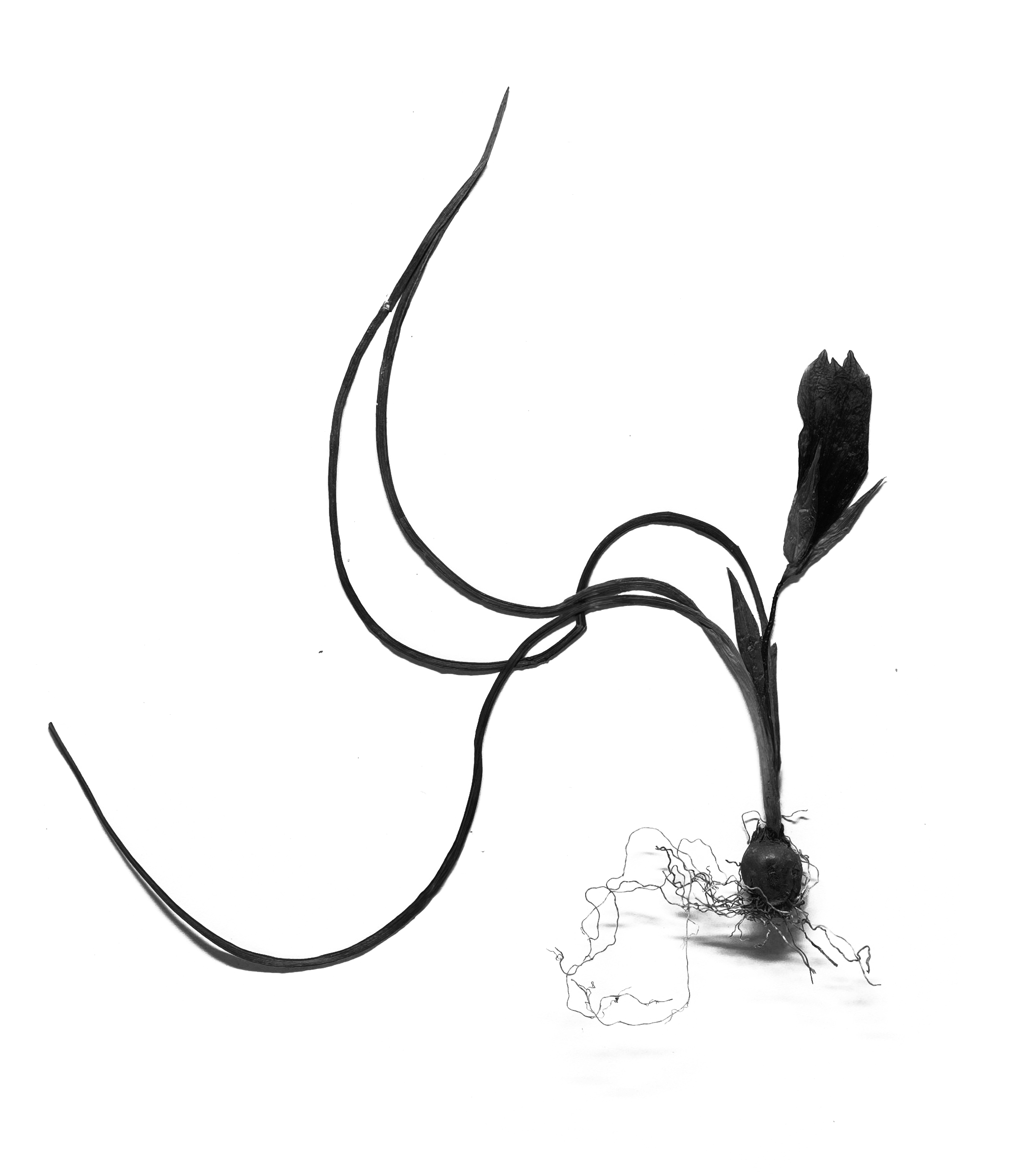 le pain et les fleurs